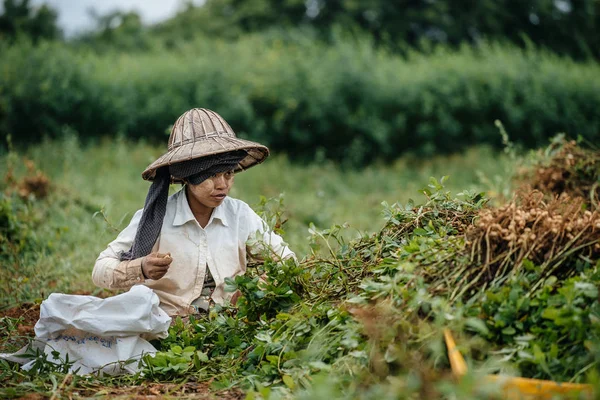 Mujer cosechando tubérculos — Foto de Stock