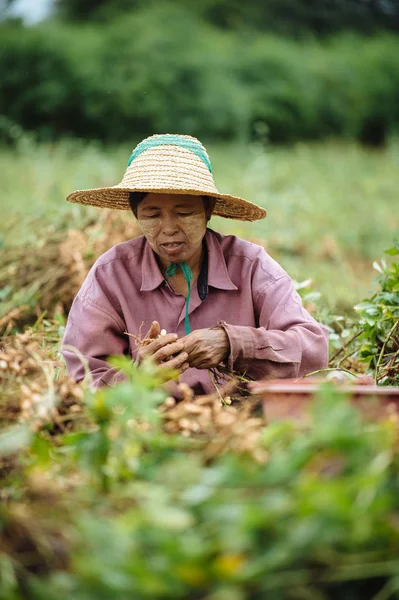 Woman harvesting root vegetables — Stock Photo, Image