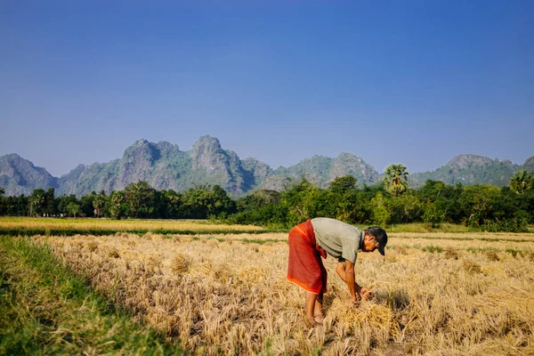 Hombre trabajando y cosechando heno en el campo — Foto de Stock