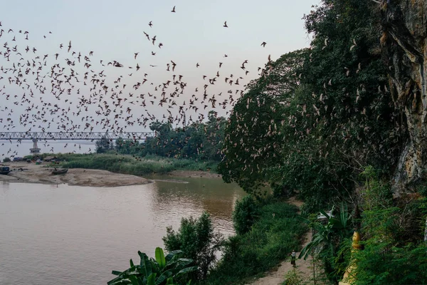 Nehir banka üzerinden kuş sürüsü — Stok fotoğraf
