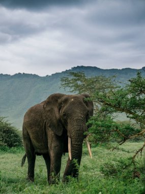Fil yeme bush ağaç