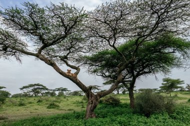 Dişi aslan ağaç dalı üzerinde yalan