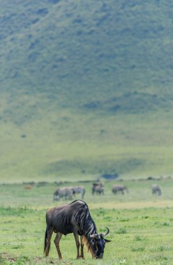 Sahada otlatma wildebeest