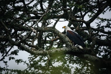 Ağaç dalı üzerinde kartal