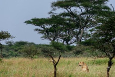 Dişi aslan tallgrass sahada 