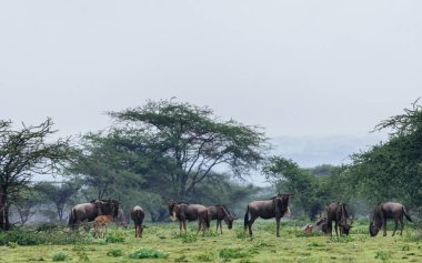 Wildebeests grazing in field clipart