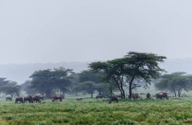 Alanında otlatma antiloplar