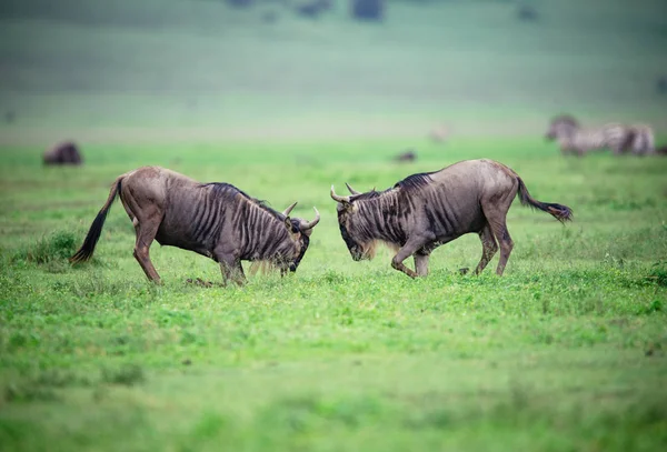 Dois gnus lutando no campo verde — Fotografia de Stock