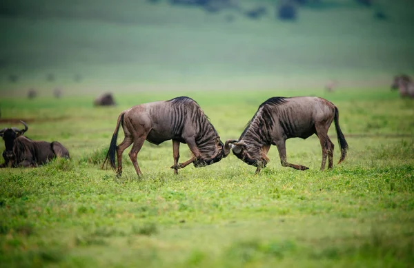 Dois gnus lutando no campo verde — Fotografia de Stock