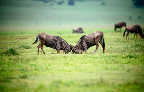 Dois gnus lutando no campo verde — Fotografia de Stock