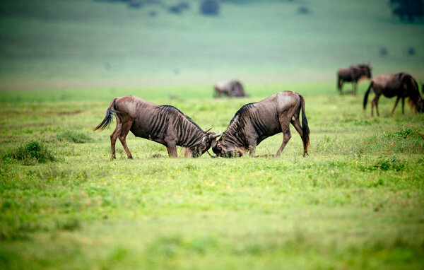 Two wildebeests fighting on green field