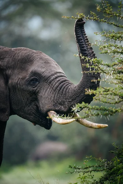 Портрет слона, що їсть кущове дерево — стокове фото