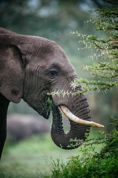Portrait of elephant eating bush tree