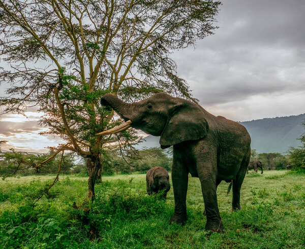 Two elephants eating on green field