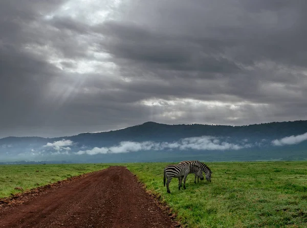 Dwie zebry wypasu na zielone pola — Zdjęcie stockowe