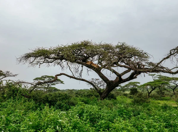 Vrouwelijke Leeuw liggend op boomtak — Stockfoto
