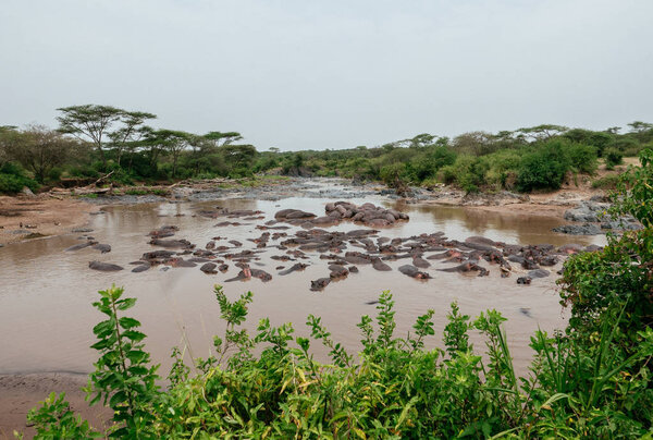 Bloat of hippos in river