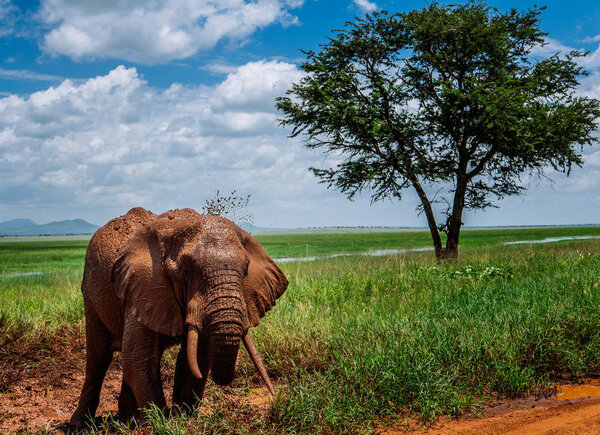 Elephant walking in green field