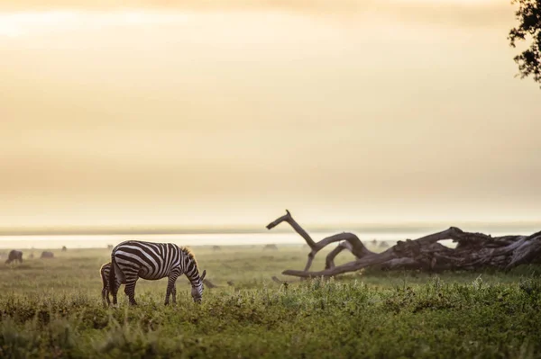 Duas zebras pastando no campo — Fotografia de Stock