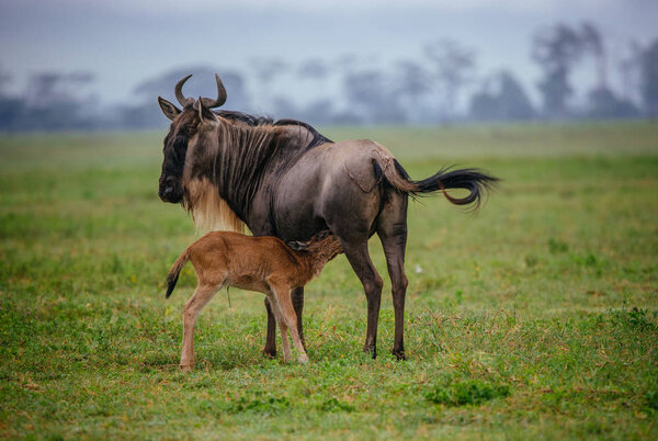 Wildebeest feeding baby
