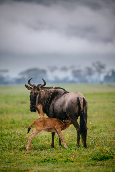 Wildebeest feeding baby