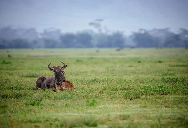 Bebek yeşil alanı ile wildebeest — Stok fotoğraf