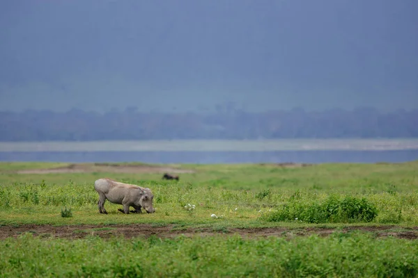 Warthog comer grama no campo — Fotografia de Stock