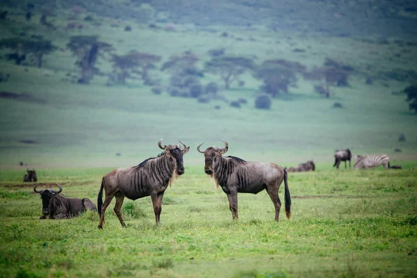 Dois gnus lutando no campo verde — Fotografia de Stock