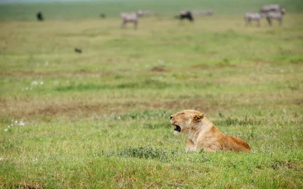 Θηλυκό λιοντάρι ξαπλωμένο στο πράσινο πεδίο — Φωτογραφία Αρχείου