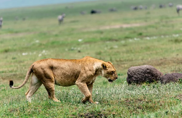 Λιοντάρι περπατήματος στο πράσινο πεδίο — Φωτογραφία Αρχείου