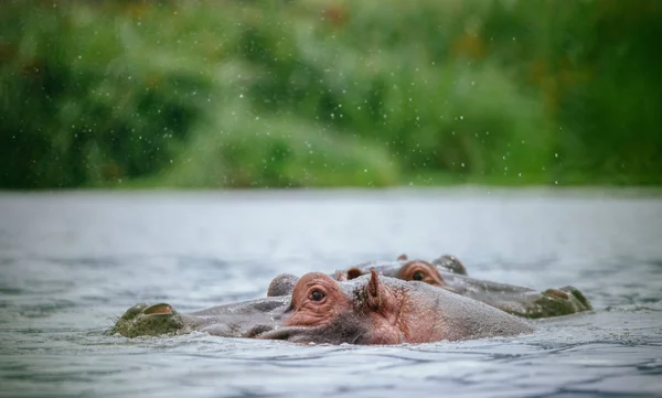 Hipopótamos sobre el agua — Foto de Stock