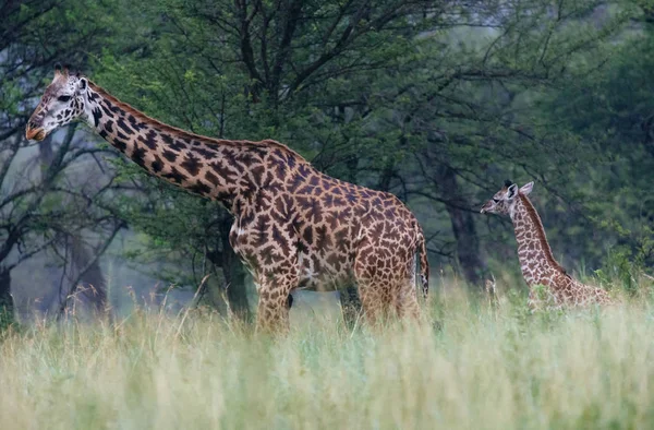 Girafa com bebê no campo de grama alta — Fotografia de Stock