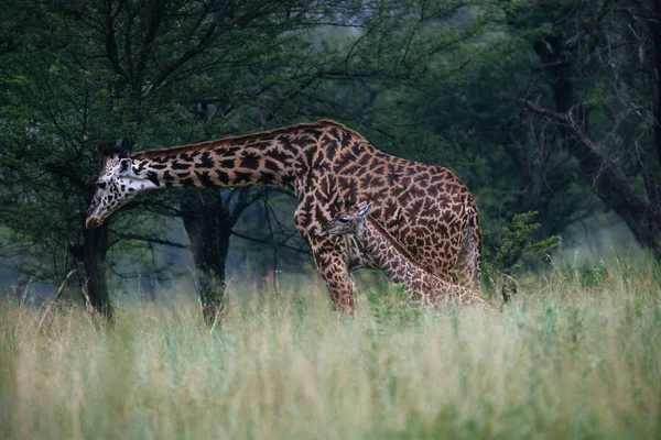 Girafa com bebê no campo de grama alta — Fotografia de Stock