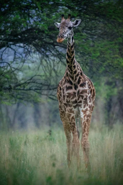 Girafa andando no campo de grama alta — Fotografia de Stock