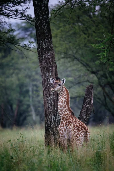 Girafa andando no campo de grama alta — Fotografia de Stock