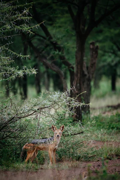 Lobo dourado em pé em arbustos de savana — Fotografia de Stock