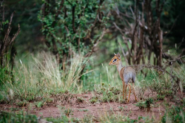 Dik-dik antelope in field — Stock Fotó