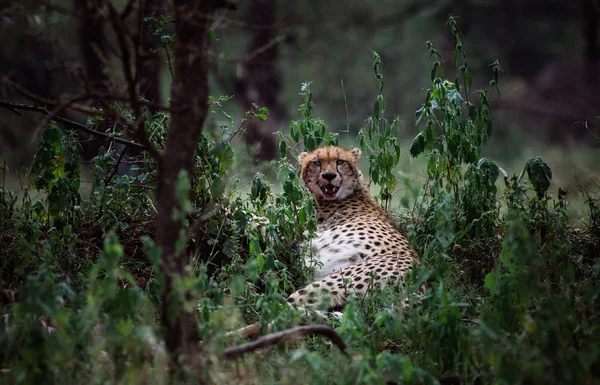 Cheetah lying in bushes