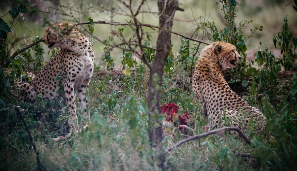 Два гепарди їдять м'ясо — стокове фото