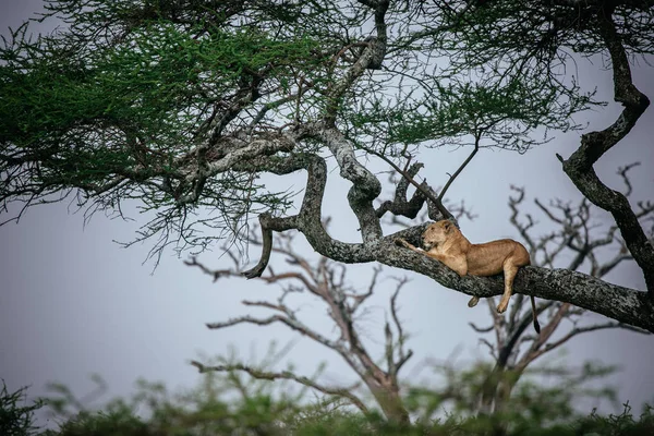 León hembra acostado en rama de árbol —  Fotos de Stock