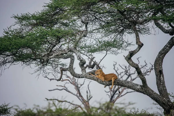 León hembra acostado en rama de árbol —  Fotos de Stock