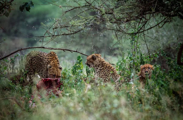 Three cheetahs eating meat