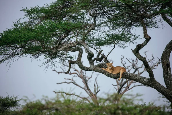 Nőstény oroszlán feküdt a fa ága — Stock Fotó