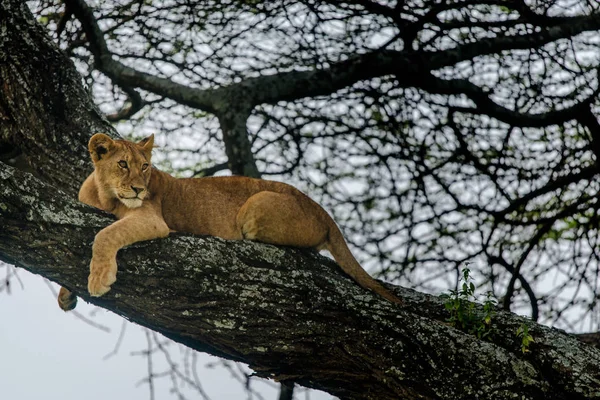 Самка льва лежит на ветке дерева — стоковое фото