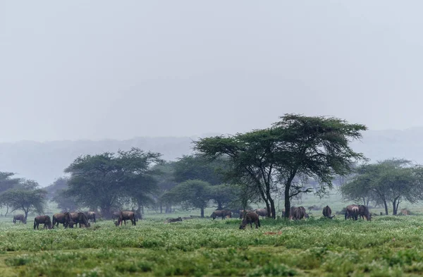 Alanında otlatma antiloplar