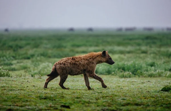 Hyena na zelené louce — Stock fotografie