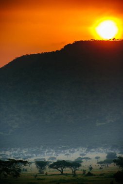 Ağaç görünümünü tepe üzerinde gözlemleyerek 