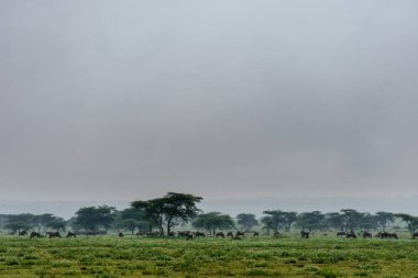 Alanında otlatma öküz sürüsü