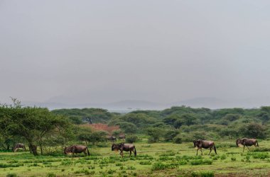 Savannah ile yürüyüş öküz sürüsü