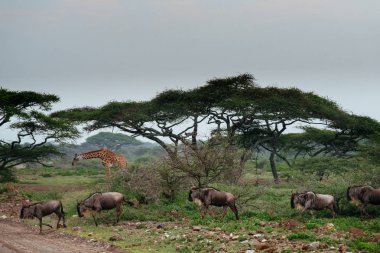 Savannah ile yürüyüş öküz sürüsü